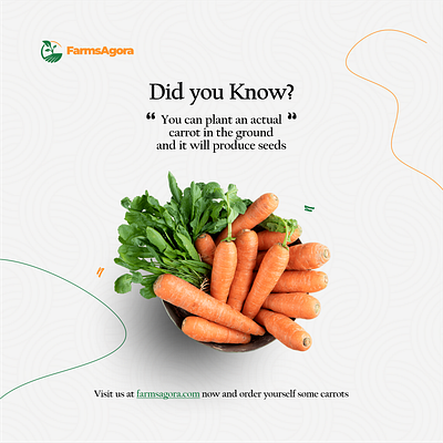 Carrots branding design graphic design