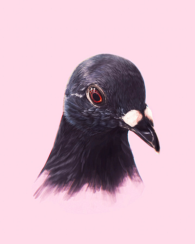 Digital Painting - Pigeon animal bird clip studio paint digital digital painting illustration practice render