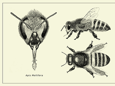 Scientific Illustration of Apis Mellifera animals conservation educational hand drawn illustration inkwork insect realistic scientific art wildlife