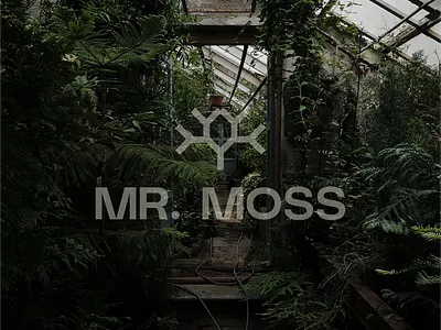 Mr. Moss logo design branding design graphic design illustration logo typography vector