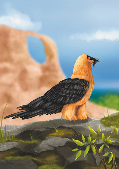 Bearded vulture book illustration children illustration