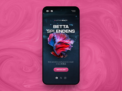 Betta splendens Mobile betta splendens design layout mobile modern pink ui ux web