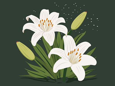 Lily Radiance - Artistic Floral Illustration floral illustration flower illustration lily lily radiance