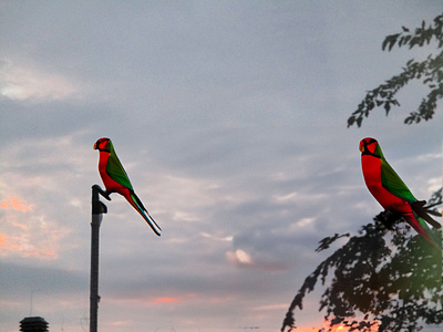 Red and Green Parrots graphic design