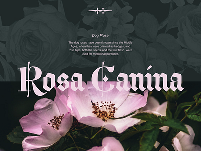 Landing page design concept for Rosa Canina design figma graphic design landing page tilda web design