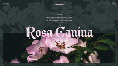 Landing page design concept for Rosa Canina design figma graphic design landing page tilda web design