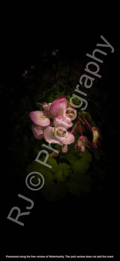 Portrait of a flower closeup flower nature pink
