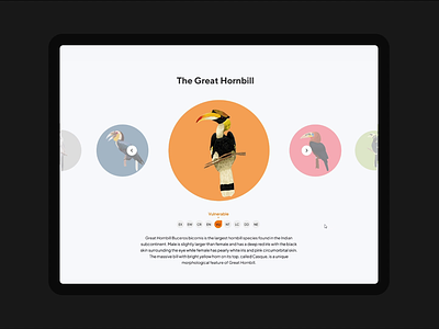 Save the Hornbills UI/UX design birds colorful conservation donation hornbill landing page minimal motion design save the tablet ui uiux ux web design website design