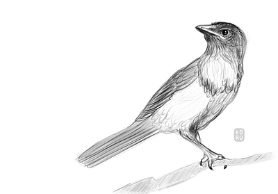 Realistic Bird Sketches digital drawing illustration procreate