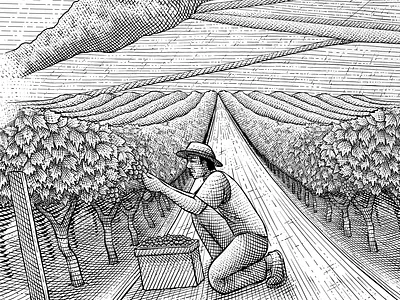 Harvesting Grapes in the Field digital art engrave engraving etching farmer grape grape yard graphic art harvest illustration label label design money engraving narrative illustration packaging design retro vintage wine wine label