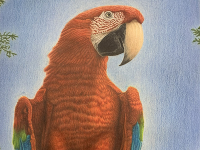 Feathers of Fire - Macaw Drawing animal bird blue colored pencil drawing colored pencils drawing forest green macaw nature parrot pencil drawing red scarlet traditional art tricolor