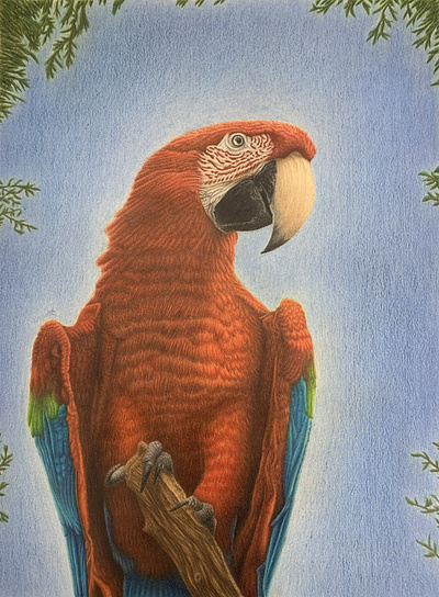 Feathers of Fire - Macaw Drawing animal bird blue colored pencil drawing colored pencils drawing forest green macaw nature parrot pencil drawing red scarlet traditional art tricolor