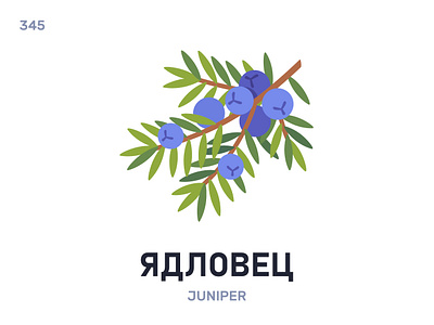 Ядлóвец / Juniper belarus belarusian language daily flat icon illustration vector word