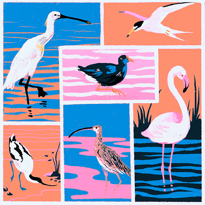 Birds of the Algarve animals birds illustration procreate