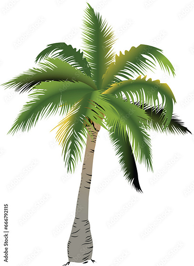 Coconut or palm tree vector illustration silhouette