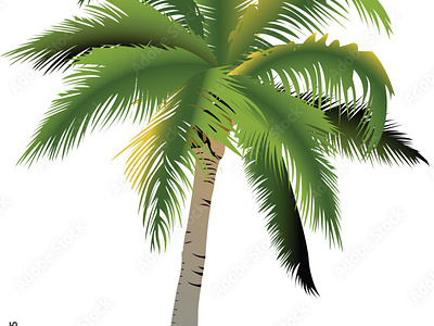 Coconut or palm tree vector illustration silhouette