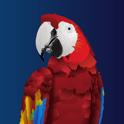 Parrot Illustration adobe adobeillustrator bird illustration parrot pentool