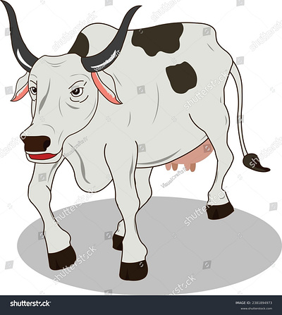 Grey cow cartoonistic vector illustration australia stud cattle