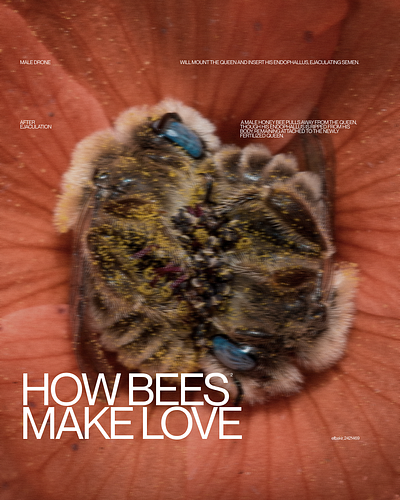 Bees Typographic Explorations cover design editorial graphic design layout magazine poster swiss