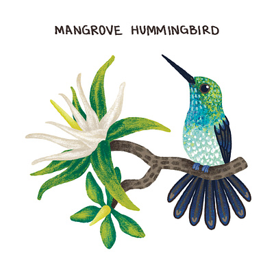 Mangrove Hummingbird adorable animals artwork bird birds colorful cute digital art digital illustration illustration nature nature illustration procreate procreate art textured wildlife wildlife illustration