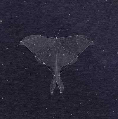 Moth wings + Stars illustration inktober moth pencil procreate stars