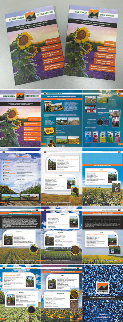 Sunflower seed catalog layout graphic design
