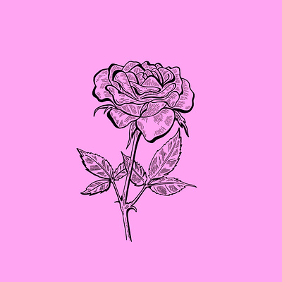 Rose Engraving Illustration beautiful beauty botanical drawing elegant etching floral flower graphic illustration illustrator lineart linework logo pedal romance rose symbol tattoo vector