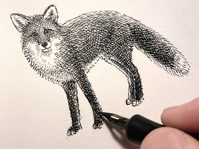 Fox animal art artist artwork drawing fox hand drawn illustration ink