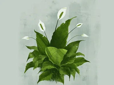 Spathiphyllum drawing flower green illustration plant procreate spathiphyllum