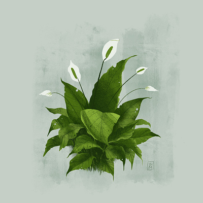 Spathiphyllum drawing flower green illustration plant procreate spathiphyllum