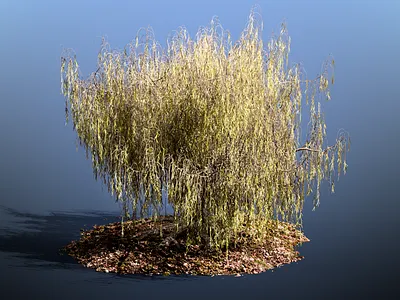 Tree Fallen - [Type: Willow] 3d 3dmodel blender cycles nature photoshop plant render scene speedtree tree vegetation willow