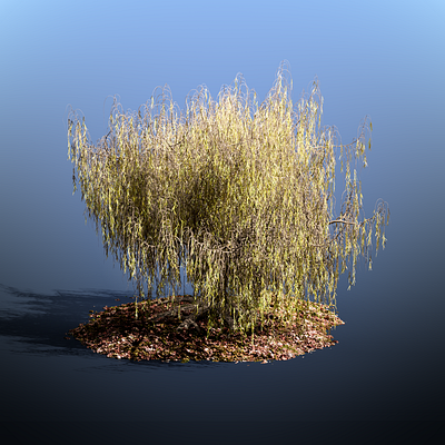 Tree Fallen - [Type: Willow] 3d 3dmodel blender cycles nature photoshop plant render scene speedtree tree vegetation willow