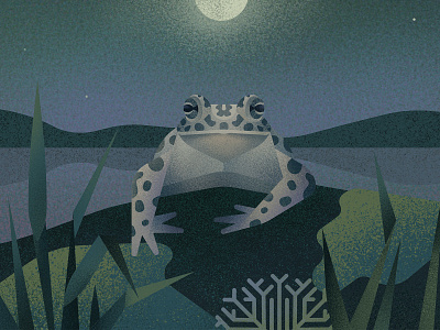 Green toad amphibian animals ecosystem illustration illustrator lake moon moss nature night photoshop procreate toad