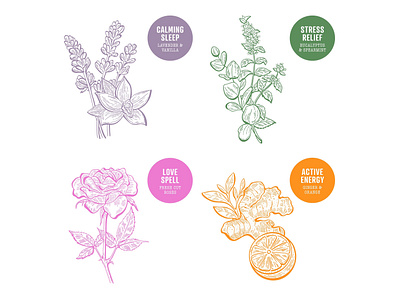 Botanical Illustrations for Aromatherapy Packaging aromatherapy beauty botanical branding cosmetic drawing flower ginger graphic hand drawn icon illustration leaf orange plant rose scent smell spearmint symbol