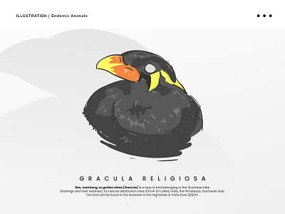ILLUSTRATION | Gracula Religiosa animal animal head animals beo bird endemic illustration parrot