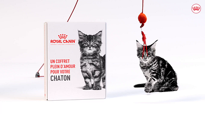 Royal Canin - Kitten Kit Long Version 3d animation advertising campaign after effects brand promotion cat cinema 4d cute cat cute kitten digital marketing discovery box kittens kitty mixed media motion graphics online advertisement pet care pet food pet health redshift social ads