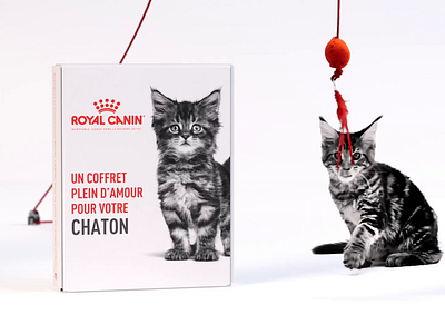 Royal Canin - Kitten Kit Long Version 3d animation advertising campaign after effects brand promotion cat cinema 4d cute cat cute kitten digital marketing discovery box kittens kitty mixed media motion graphics online advertisement pet care pet food pet health redshift social ads