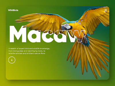 Wild Birds Macaw banner animation banner graphic design motion graphics ui web banner wild birds macaw banner