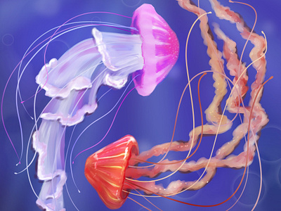 Jellyfish animals illustration jellyfish ocean