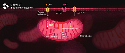 Scientific illustration l mitochondrion design graphic design 插画