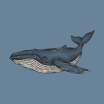 Blue Whale Fish Illustration blue whale branding design digital illustration drawing fish graphic design illustration logo logo design logo illustration mascot vector whale