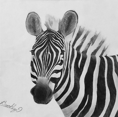 Zebra black and white bw pencil pencil drawing sketching zebra zebra sketch