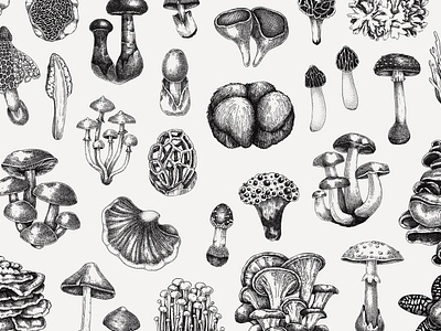 Mushroom Vector Sketches botanical illustration design elements fungi hand drawn illustration mushroom sketch vector