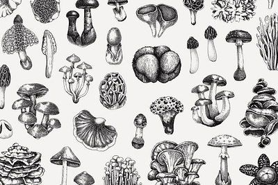 Mushroom Vector Sketches botanical illustration design elements fungi hand drawn illustration mushroom sketch vector
