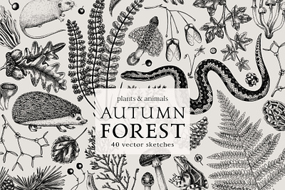Autumn Forest Plants & Animals autumn botanical illustration design digital art drawing fall hand drawn sketch vector wildlife