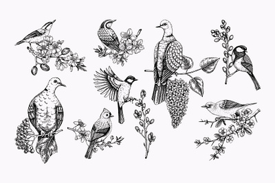 Spring flowers and birds collection. Vector set. bird botanical illustration digital illustration floral art graphic design hand drawn sketch spring vector