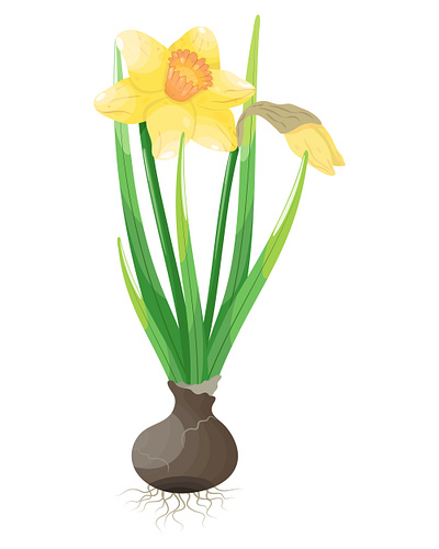 Cute spring flower daffodil with bulb botany