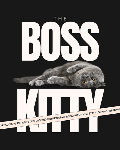 The Boss Kitty Poster design designer graphic design graphic designer photoshop poster
