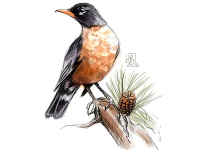 The Trush bird procreate thrush watercolour
