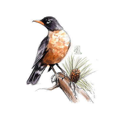 The Trush bird procreate thrush watercolour